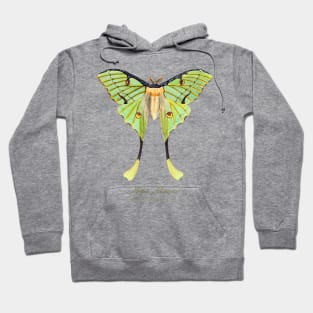 Moth - African Moon Moth, Actias Mimosae or Argema Mimosae Hoodie